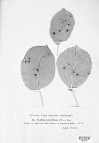 Aecidium penicillatum image